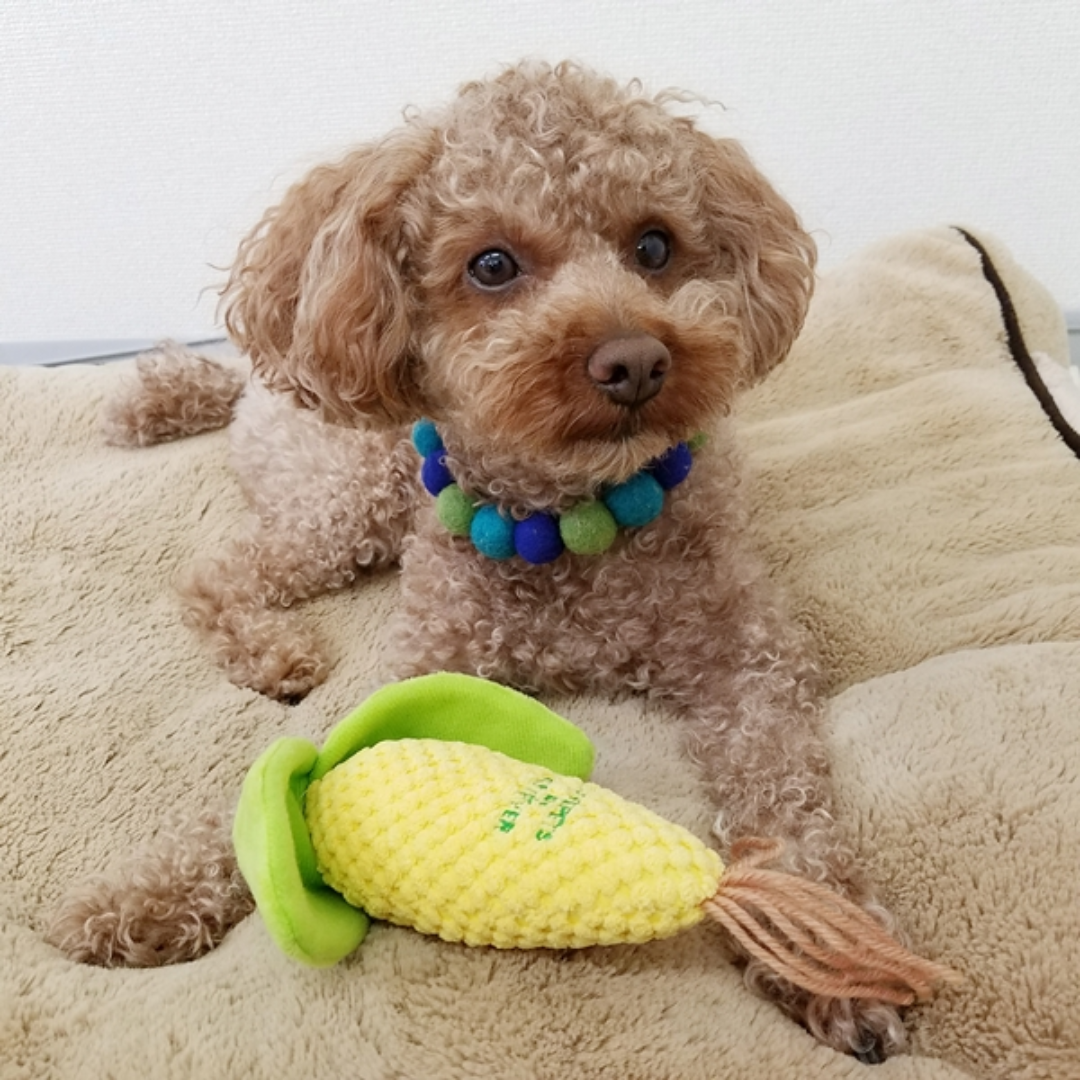 日本超甜粟米寵物玩具