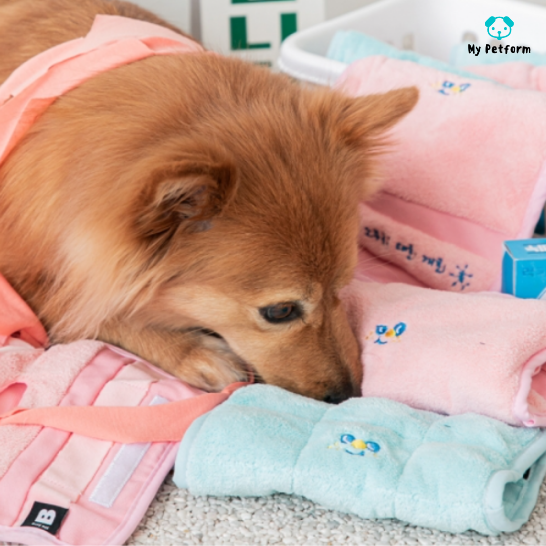 【BITE ME】Fluffy Towel Toy毛巾藏食玩具套裝